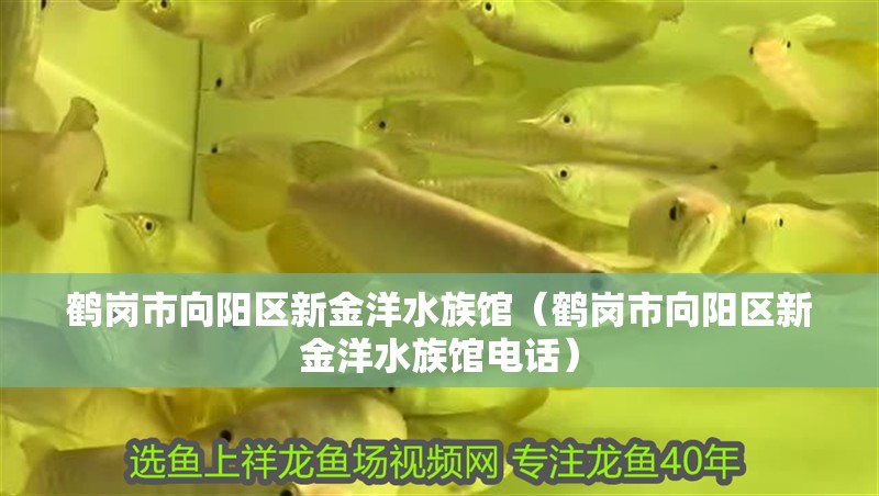 鶴崗市向陽區(qū)新金洋水族館（鶴崗市向陽區(qū)新金洋水族館電話）