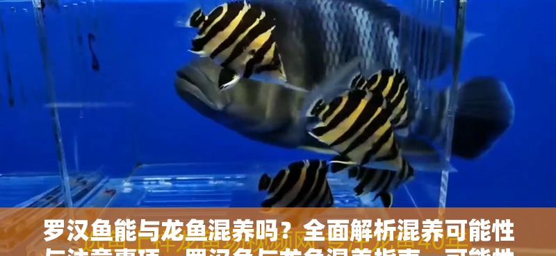 羅漢魚能與龍魚混養嗎？全面解析混養可能性與注意事項，羅漢魚與龍魚混養指南，可能性分析及關鍵注意事項