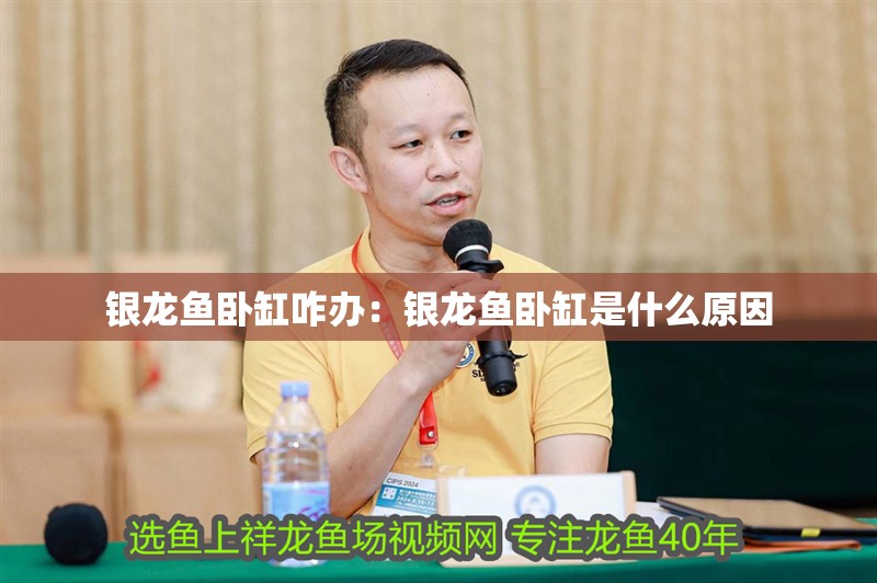 銀龍魚臥缸咋辦：銀龍魚臥缸是什么原因