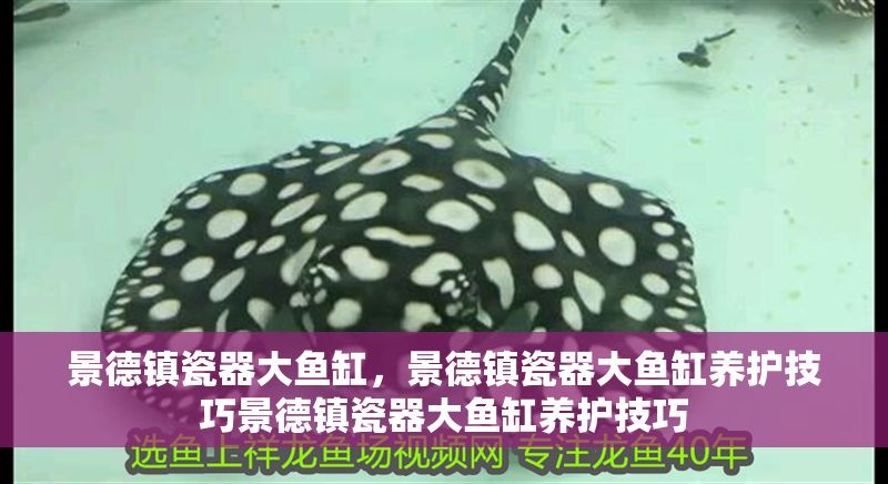 景德鎮瓷器大魚缸，景德鎮瓷器大魚缸養護技巧景德鎮瓷器大魚缸養護技巧