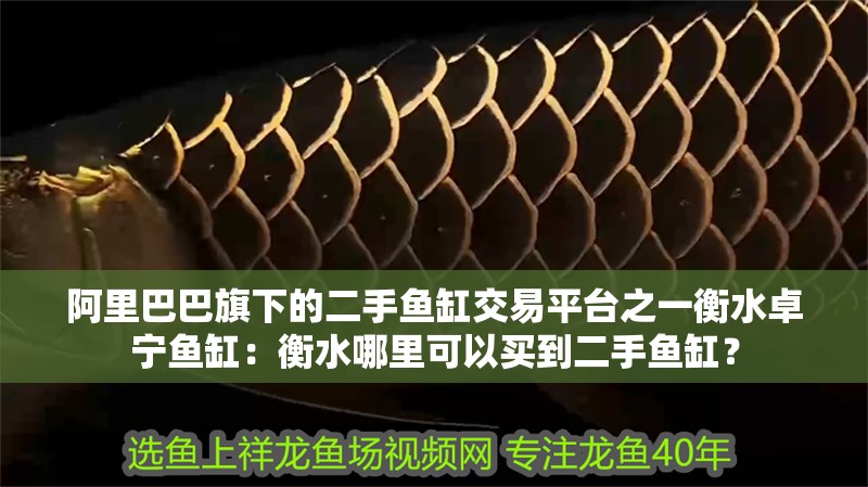 阿里巴巴旗下的二手魚缸交易平臺之一衡水卓寧魚缸：衡水哪里可以買到二手魚缸？