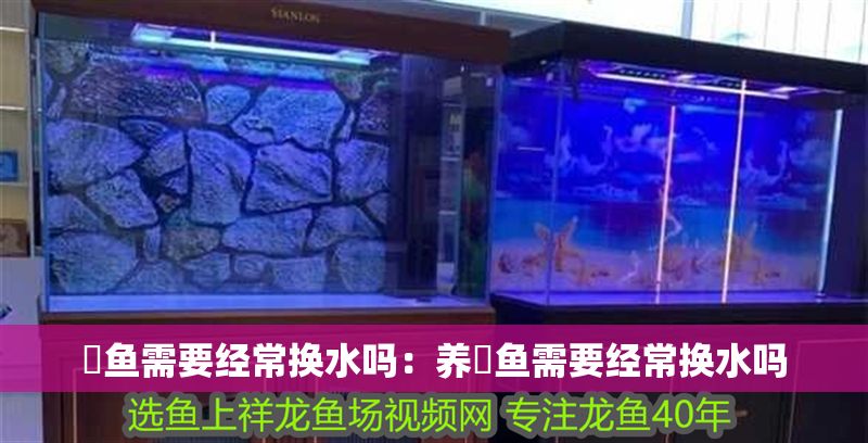 魟魚需要經(jīng)常換水嗎：養(yǎng)魟魚需要經(jīng)常換水嗎