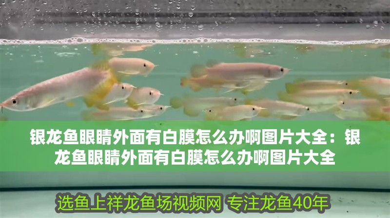 銀龍魚眼睛外面有白膜怎么辦啊圖片大全：銀龍魚眼睛外面有白膜怎么辦啊圖片大全