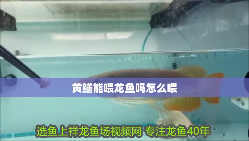 黃鱔能喂龍魚嗎怎么喂