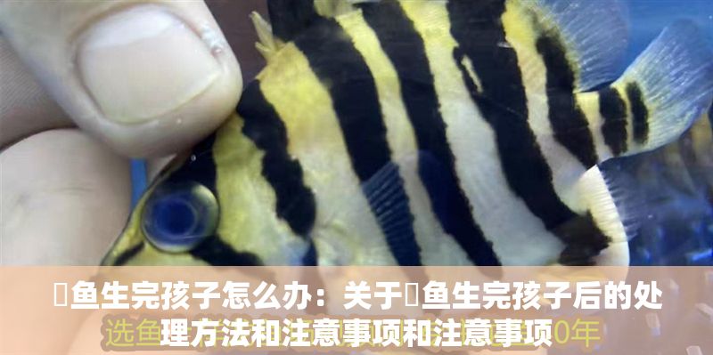 魟魚生完孩子怎么辦：關(guān)于魟魚生完孩子后的處理方法和注意事項和注意事項