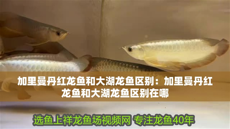 加里曼丹紅龍魚和大湖龍魚區(qū)別：加里曼丹紅龍魚和大湖龍魚區(qū)別在哪