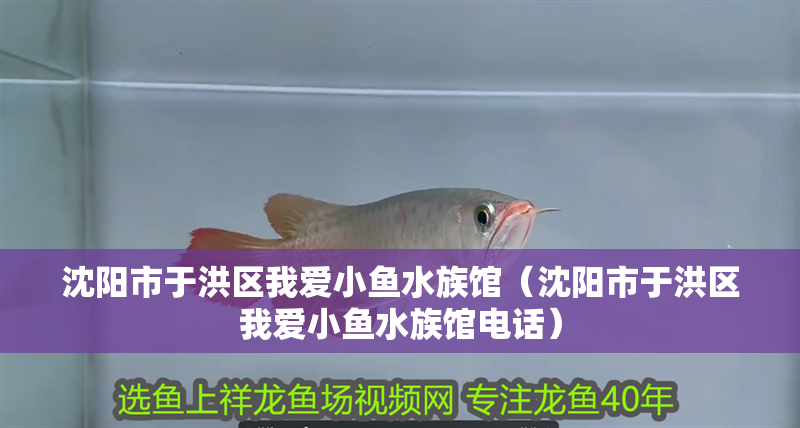 沈陽市于洪區(qū)我愛小魚水族館（沈陽市于洪區(qū)我愛小魚水族館電話）