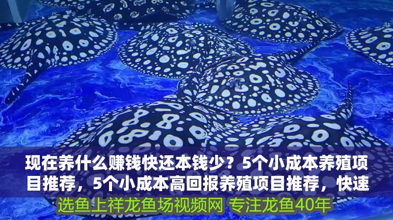 現在養什么賺錢快還本錢少？5個小成本養殖項目推薦，5個小成本高回報養殖項目推薦，快速賺錢低投入