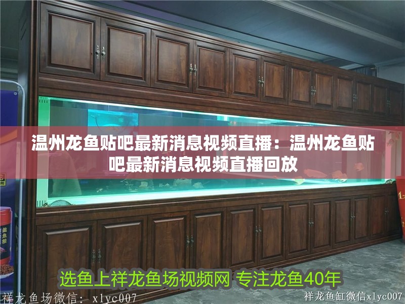 溫州龍魚貼吧最新消息視頻直播：溫州龍魚貼吧最新消息視頻直播回放