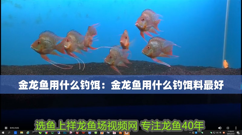 金龍魚用什么釣餌：金龍魚用什么釣餌料最好