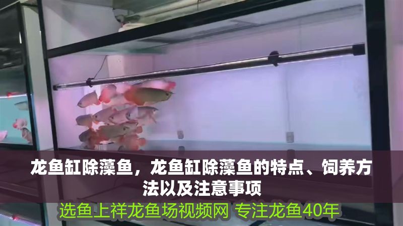 龍魚缸除藻魚，龍魚缸除藻魚的特點(diǎn)、飼養(yǎng)方法以及注意事項(xiàng)