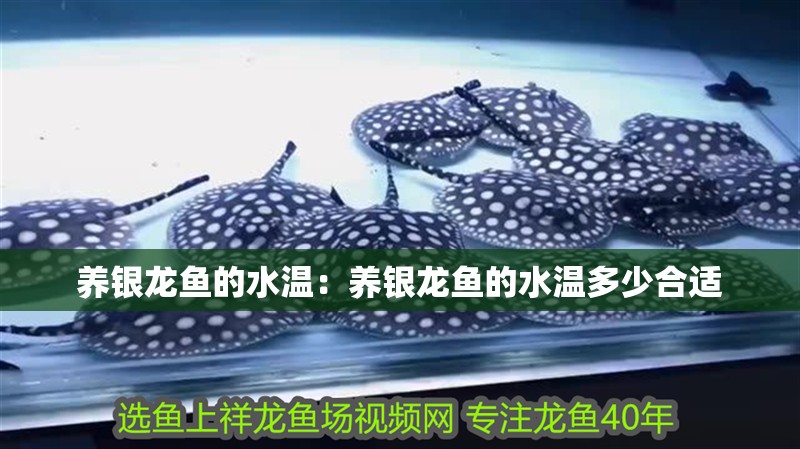 養(yǎng)銀龍魚的水溫：養(yǎng)銀龍魚的水溫多少合適