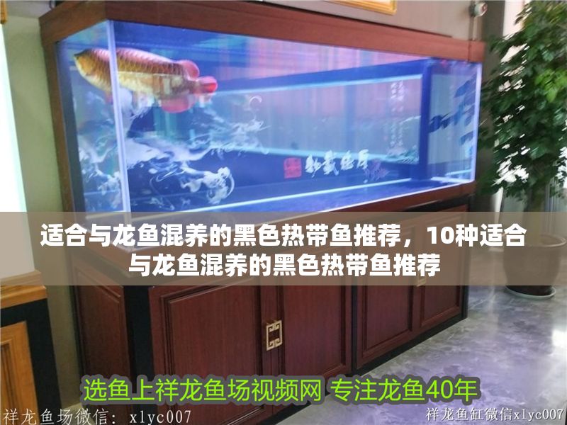 適合與龍魚混養的黑色熱帶魚推薦，10種適合與龍魚混養的黑色熱帶魚推薦