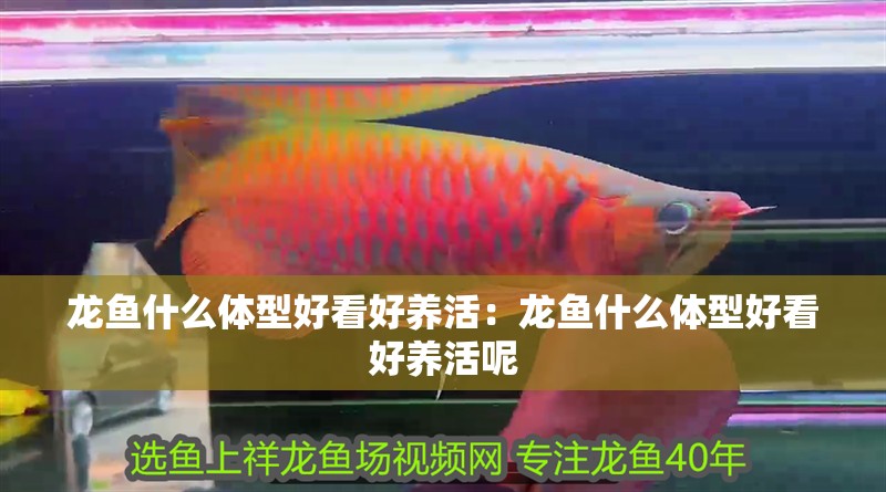 龍魚什么體型好看好養活：龍魚什么體型好看好養活呢