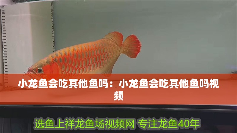小龍魚會(huì)吃其他魚嗎：小龍魚會(huì)吃其他魚嗎視頻