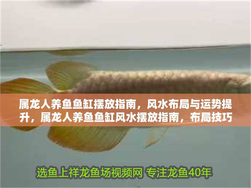 屬龍人養(yǎng)魚魚缸擺放指南，風(fēng)水布局與運勢提升，屬龍人養(yǎng)魚魚缸風(fēng)水?dāng)[放指南，布局技巧與運勢提升全解析