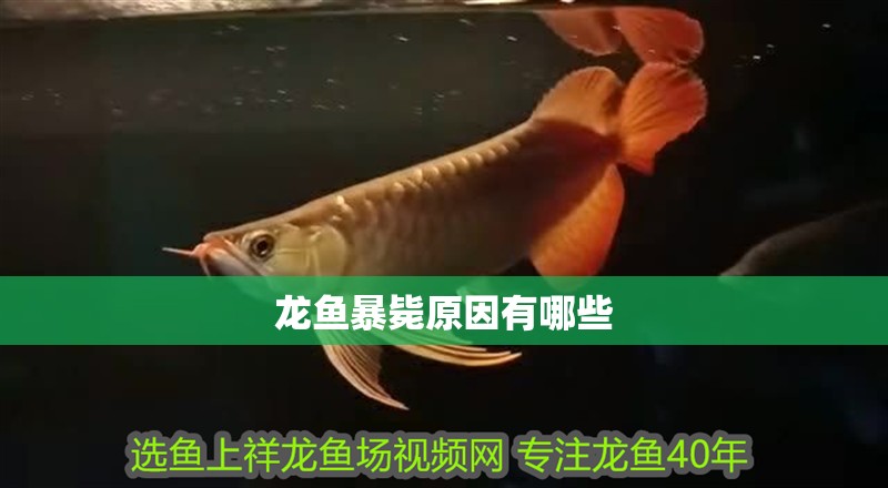 龍魚暴斃原因有哪些