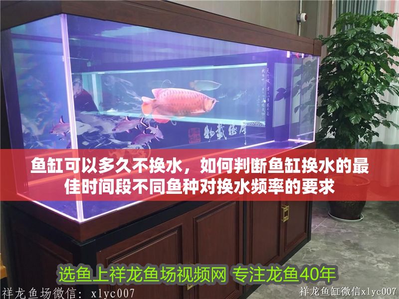 魚缸可以多久不換水，如何判斷魚缸換水的最佳時間段不同魚種對換水頻率的要求