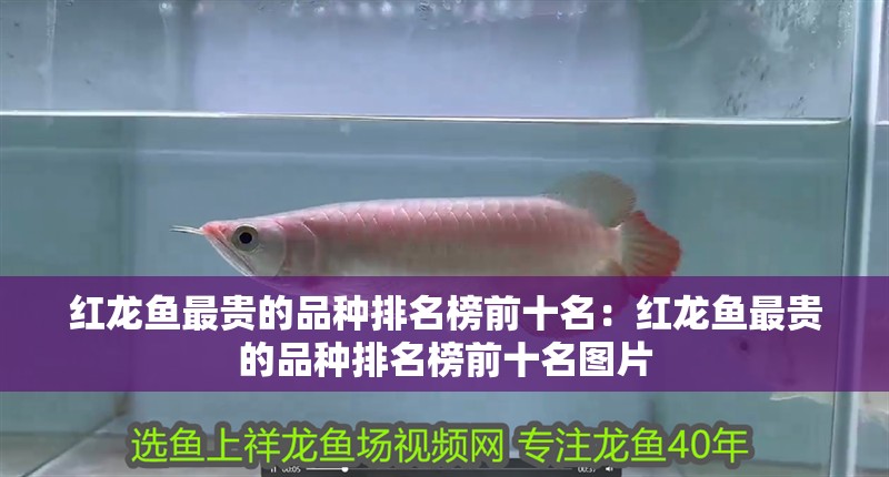紅龍魚最貴的品種排名榜前十名：紅龍魚最貴的品種排名榜前十名圖片
