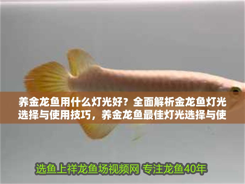 養(yǎng)金龍魚用什么燈光好？全面解析金龍魚燈光選擇與使用技巧，養(yǎng)金龍魚最佳燈光選擇與使用技巧全解析