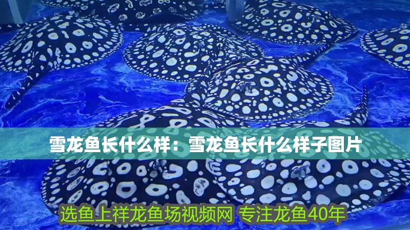 雪龍魚長什么樣：雪龍魚長什么樣子圖片