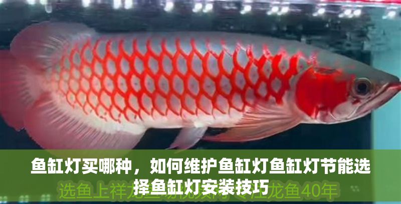 魚(yú)缸燈買(mǎi)哪種，如何維護(hù)魚(yú)缸燈魚(yú)缸燈節(jié)能選擇魚(yú)缸燈安裝技巧