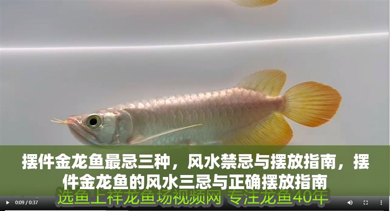 擺件金龍魚最忌三種，風(fēng)水禁忌與擺放指南，擺件金龍魚的風(fēng)水三忌與正確擺放指南