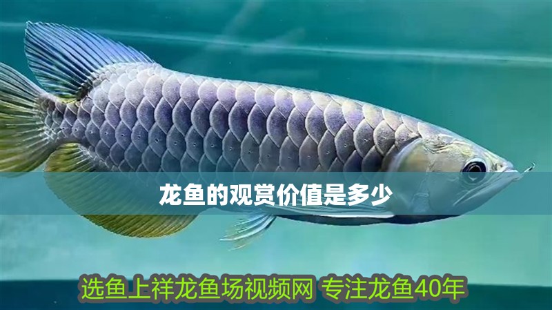 龍魚的觀賞價(jià)值是多少