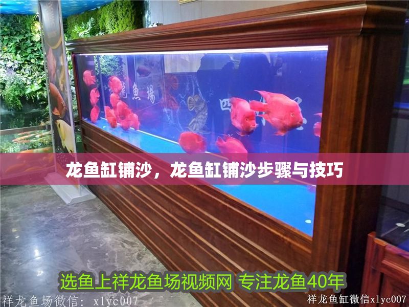 龍魚缸鋪沙，龍魚缸鋪沙步驟與技巧