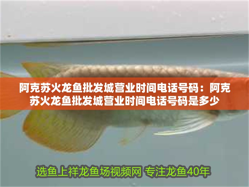 阿克蘇火龍魚批發城營業時間電話號碼：阿克蘇火龍魚批發城營業時間電話號碼是多少