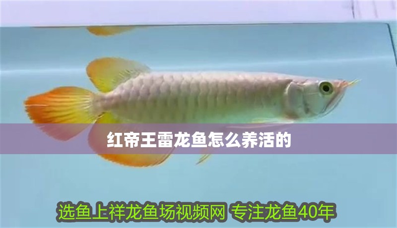 紅帝王雷龍魚怎么養(yǎng)活的
