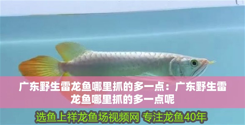 廣東野生雷龍魚哪里抓的多一點：廣東野生雷龍魚哪里抓的多一點呢