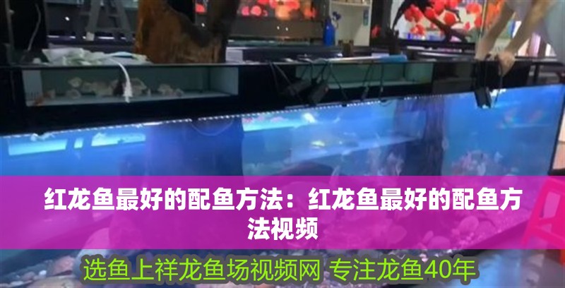 紅龍魚最好的配魚方法：紅龍魚最好的配魚方法視頻