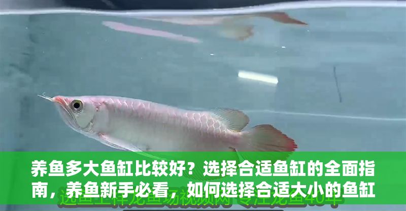 養(yǎng)魚(yú)多大魚(yú)缸比較好？選擇合適魚(yú)缸的全面指南，養(yǎng)魚(yú)新手必看，如何選擇合適大小的魚(yú)缸？