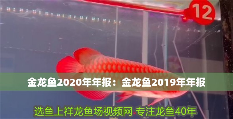 金龍魚2020年年報：金龍魚2019年年報
