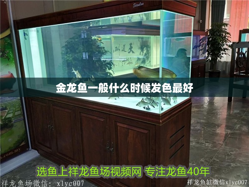 金龍魚一般什么時候發色最好