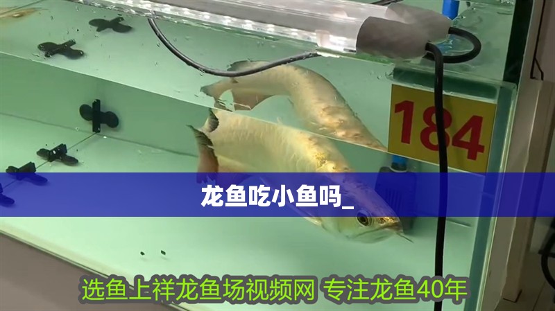 龍魚吃小魚嗎_