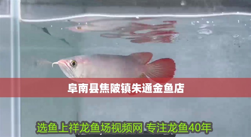 阜南縣焦陂鎮朱通金魚店
