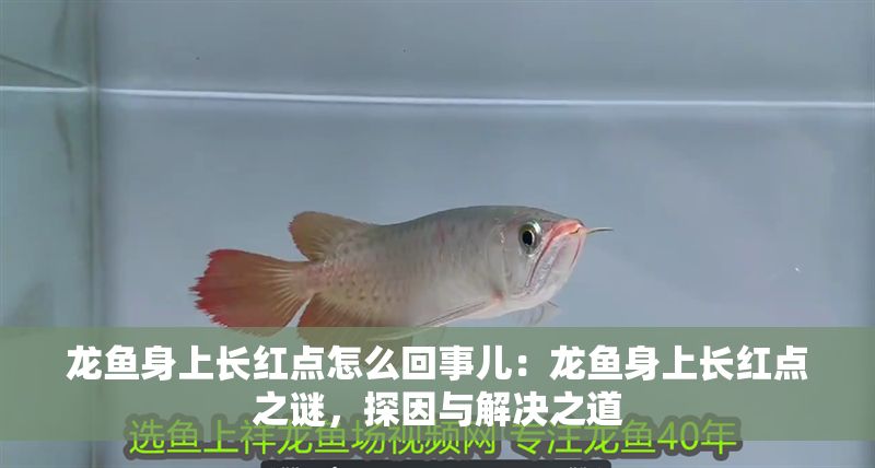 龍魚身上長紅點怎么回事兒：龍魚身上長紅點之謎，探因與解決之道