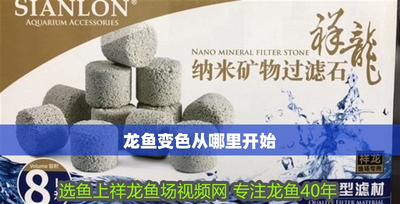 龍魚變色從哪里開始