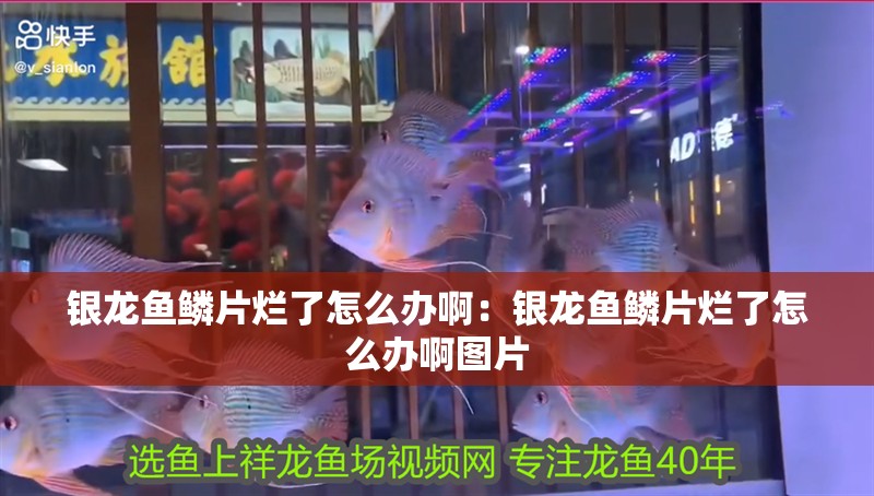 詳細(xì)閱讀:什么叫過(guò)背金龍魚圖片(何為過(guò)背金龍魚) 什么叫過(guò)背金龍魚圖片(何為過(guò)背金龍魚)