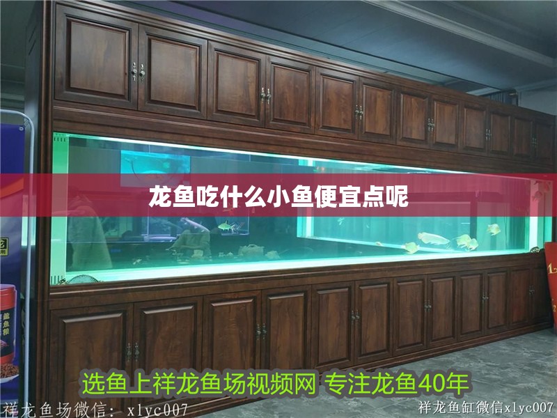 龍魚吃什么小魚便宜點呢