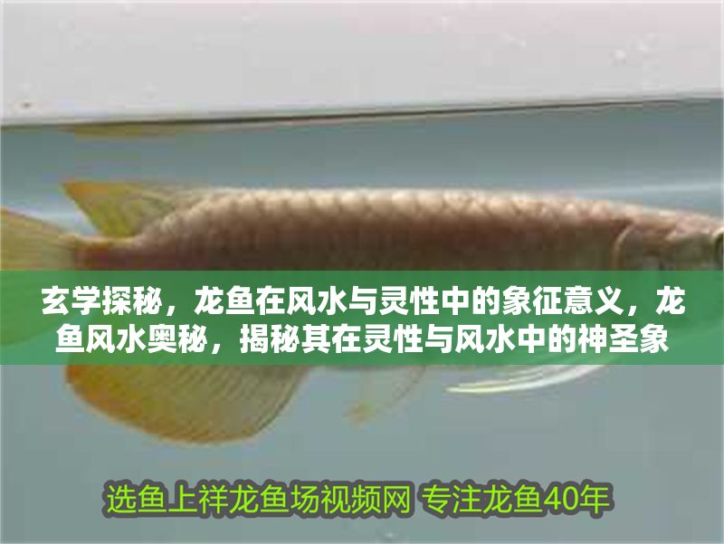玄學探秘，龍魚在風水與靈性中的象征意義，龍魚風水奧秘，揭秘其在靈性與風水中的神圣象征