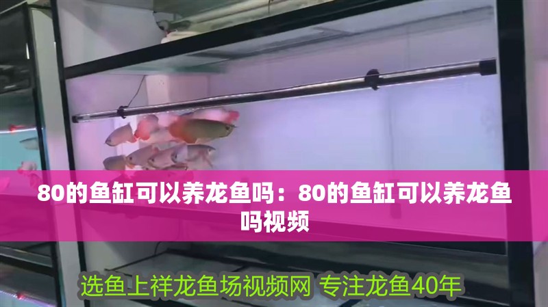 80的魚缸可以養龍魚嗎：80的魚缸可以養龍魚嗎視頻
