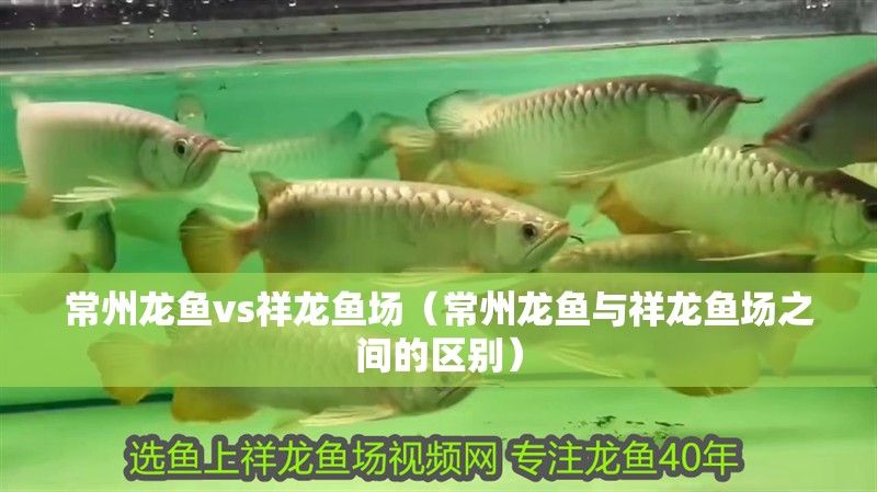 常州龍魚vs祥龍魚場（常州龍魚與祥龍魚場之間的區別）