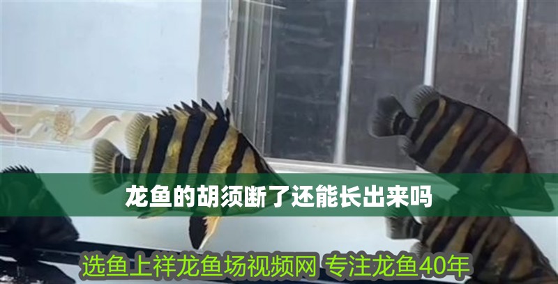 龍魚的胡須斷了還能長(zhǎng)出來嗎 龍魚百科 第2張 龍魚的胡須斷了還能長(zhǎng)出來嗎 龍魚的胡須斷了還能長(zhǎng)出來嗎 龍魚百科 第2張