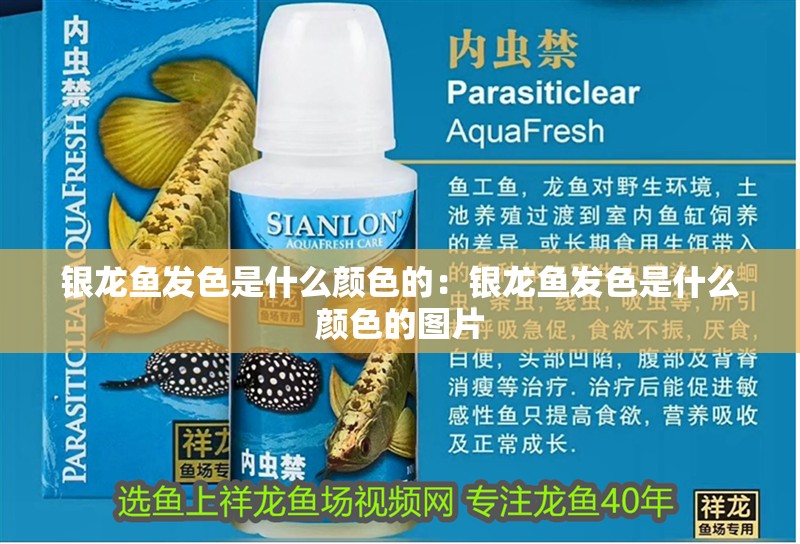 銀龍魚發(fā)色是什么顏色的：銀龍魚發(fā)色是什么顏色的圖片