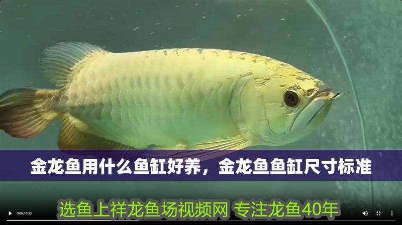 金龍魚用什么魚缸好養(yǎng)，金龍魚魚缸尺寸標準