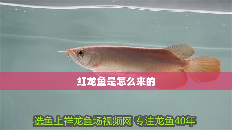 紅龍魚是怎么來的