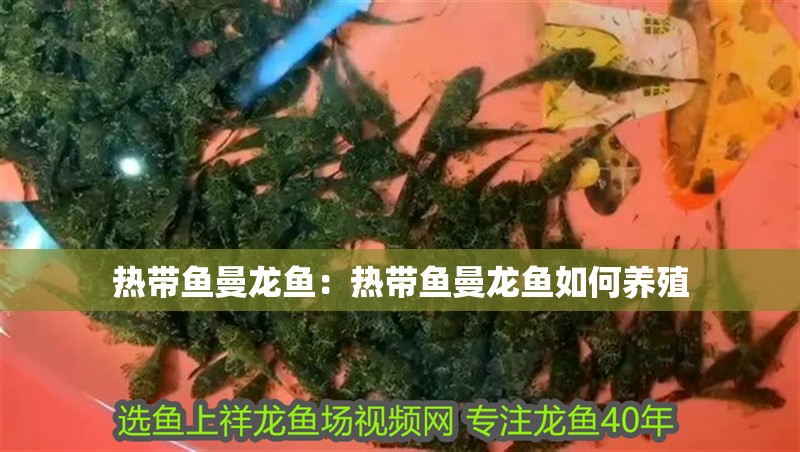 熱帶魚曼龍魚：熱帶魚曼龍魚如何養(yǎng)殖